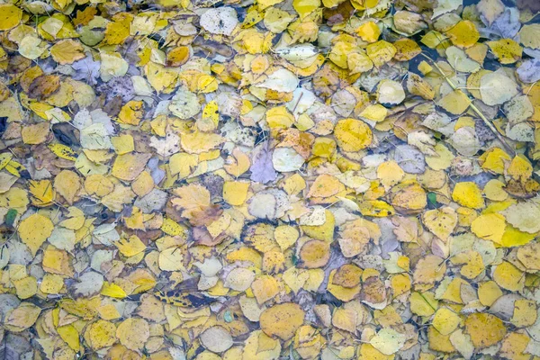 Feuilles Bouleau Jaune Vif Tombées Sur Eau Dans Étang Par — Photo