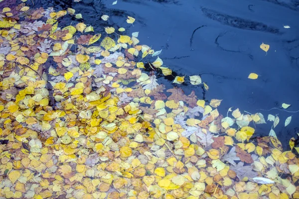 Fallen Bright Yellow Birch Leaves Water Pond Cloudy Autumn Day — Stock Photo, Image