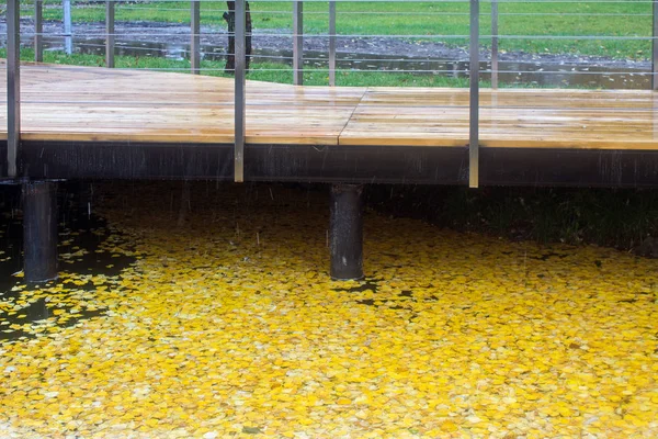 Ξύλινη Γέφυρα Και Πεσμένα Φωτεινά Κίτρινα Φύλλα Σημύδας Στο Νερό — Φωτογραφία Αρχείου