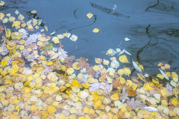 Feuilles Bouleau Jaune Vif Tombées Sur Eau Dans Étang Par — Photo