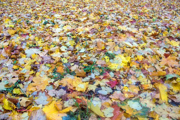 Feuilles Automne Brillantes Tombées Sur Herbe — Photo