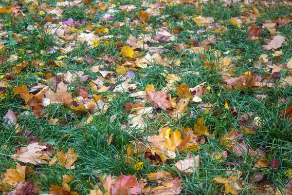 Feuilles Automne Brillantes Tombées Sur Herbe — Photo