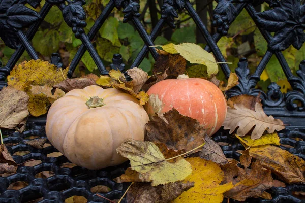 Deux Citrouilles Feuilles Automne — Photo