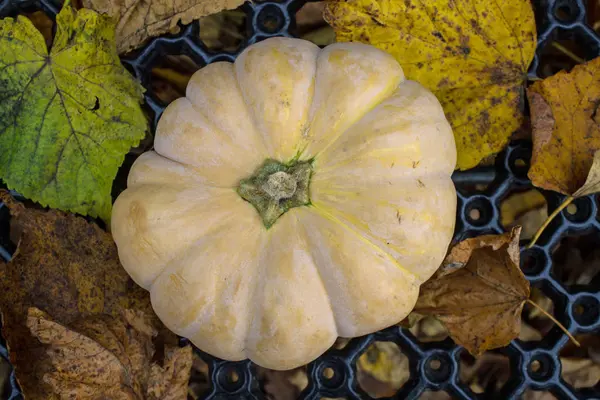 Deux Citrouilles Feuilles Automne — Photo