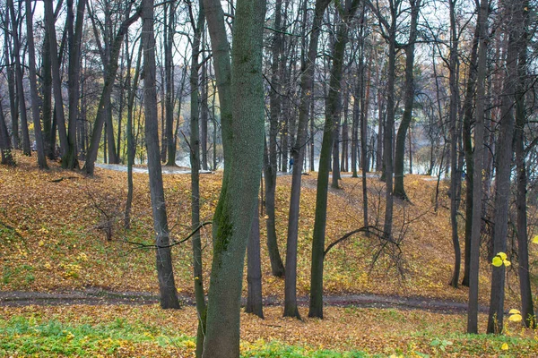 Φθινόπωρο Τοπίο Στο Πάρκο Tsaritsyno Στη Λίμνη Μεταξύ Των Κιτρινισμένων — Φωτογραφία Αρχείου