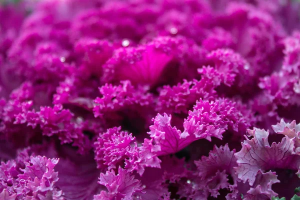 花壇の近くに露滴とピンクの装飾キャベツ — ストック写真
