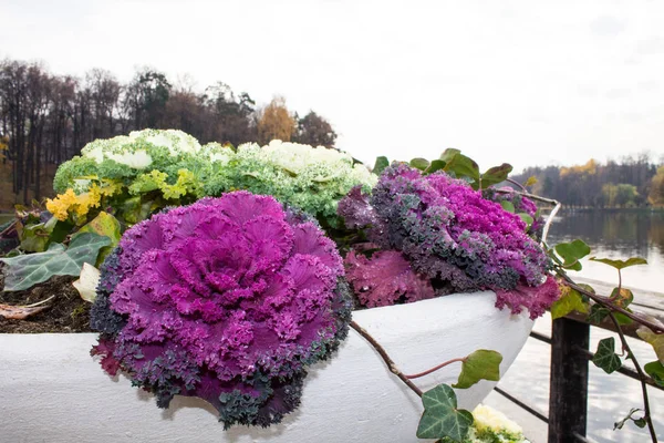 Cavolo Decorativo Aiuola Close Giornata Autunnale Nel Parco — Foto Stock