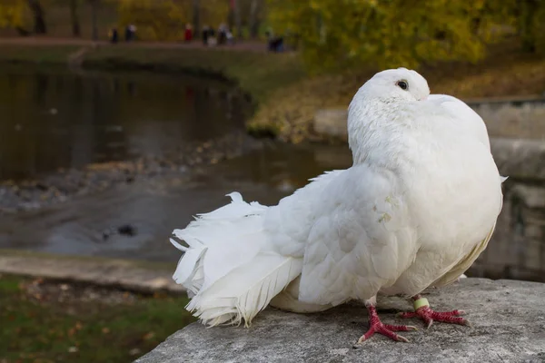 Weiße Tauben Auf Der Brüstung Park Einem Herbsttag — Stockfoto