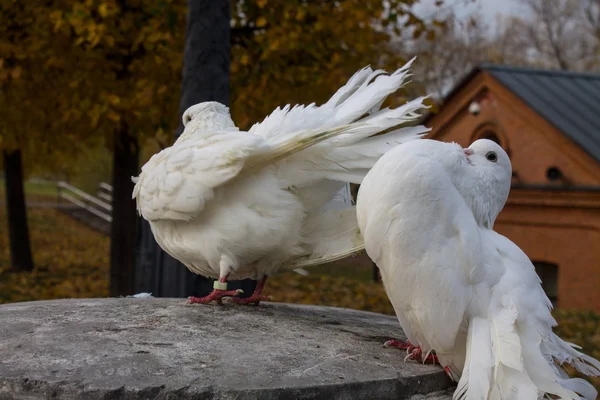 秋天的一天 公园的栏杆上有一只白鸽 — 图库照片