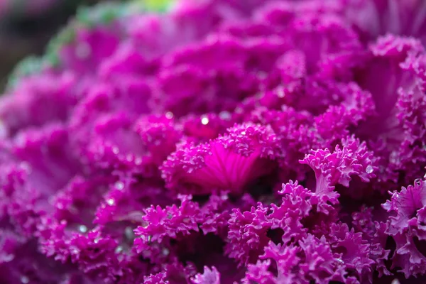 Pink Decorative Cabbage Dew Drops Flower Bed Close — Stock Photo, Image