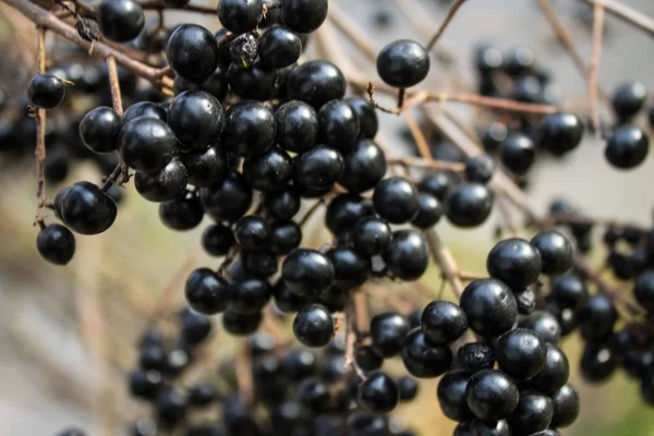 Des Grappes Petites Baies Noires Sur Une Branche Arbre Aux — Photo