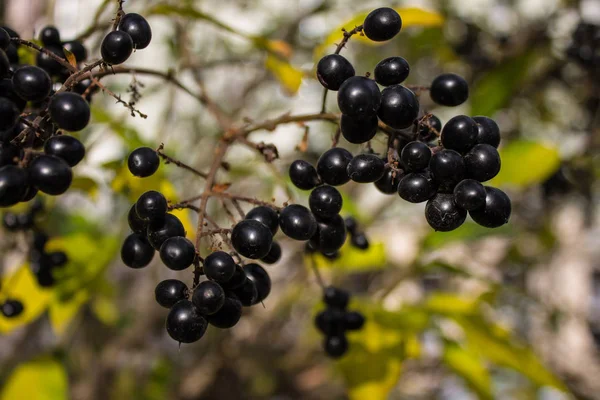 Des Grappes Petites Baies Noires Sur Une Branche Arbre Aux — Photo