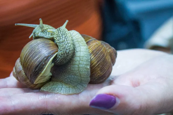 Two Entwined Grape Snails Close Human Hand Blurry Background — Stock Photo, Image