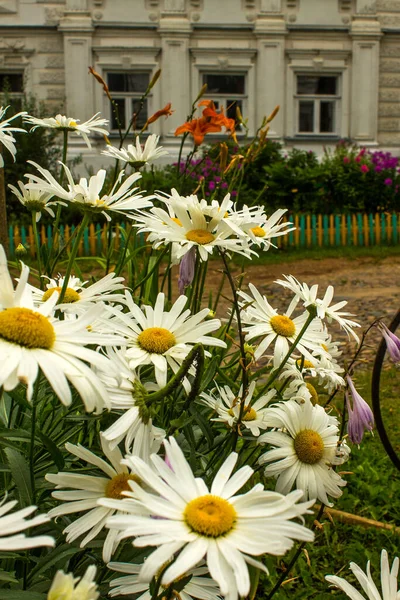 Een Boeket Madeliefjes Met Witte Bloemblaadjes Close Achtergrond Van Een — Stockfoto