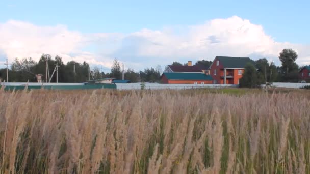 Droge Gras Waait Wind Huisjes Achtergrond Ruimte Kopiëren Moskou Regio — Stockvideo