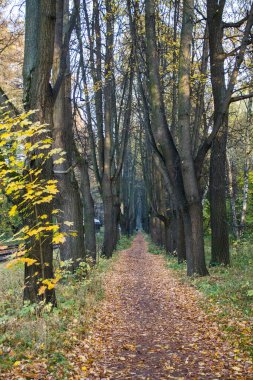 Sonbahar yaprakları, ağaç gövdeleri ve kopyalamak için yer olan doğal bir parkta yürüyüş yolu.