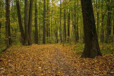 Sonbahar yaprakları, ağaç gövdeleri ve kopyalamak için yer olan doğal bir parkta yürüyüş yolu.