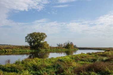 Nehir kıyısında yansıması ve bulutlu gökyüzü olan büyük yeşil bir ağaç. Sonbahar manzarası ve kopyalama alanı