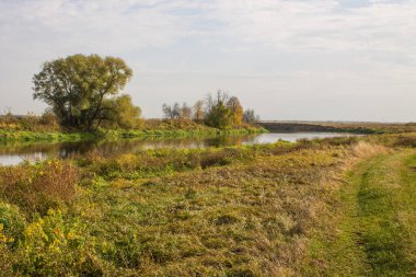 Nehir kıyısında yansıması ve bulutlu gökyüzü olan büyük yeşil bir ağaç. Sonbahar manzarası ve kopyalama alanı