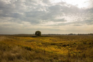 Geniş bir çayırda, bulutlu bir sonbahar gününde sarı otlar ve kopyalamak için uzayda yayılan tek bir yeşil ağaç.
