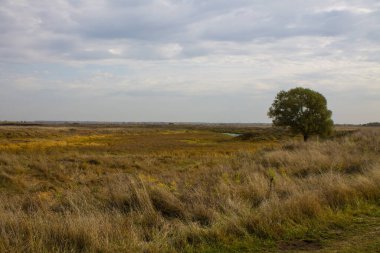 Geniş bir çayırda, bulutlu bir sonbahar gününde sarı otlar ve kopyalamak için uzayda yayılan tek bir yeşil ağaç.