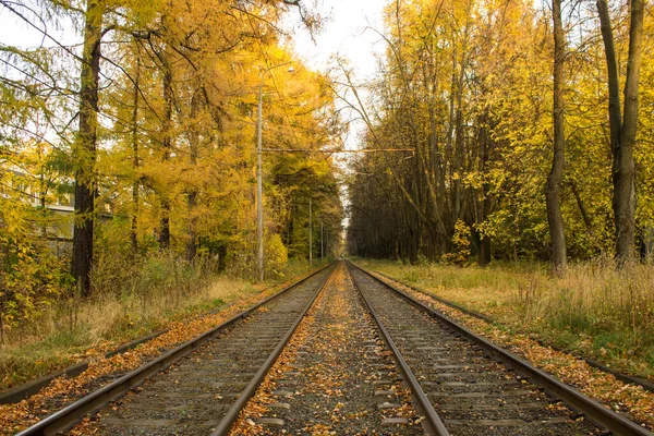 Eisenbahn Der Perspektive Zwischen Vergilbten Bäumen Mit Fallenden Blättern Einem — Stockfoto