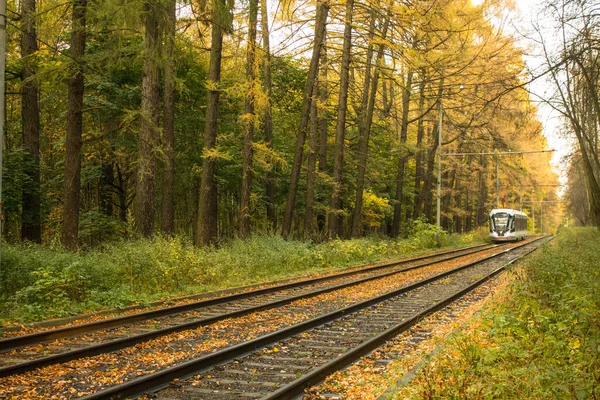 Поїздка Залізницею Ізмайловському Парку Серед Жовтуватих Дерев Осіннього Дня Копіювання — стокове фото