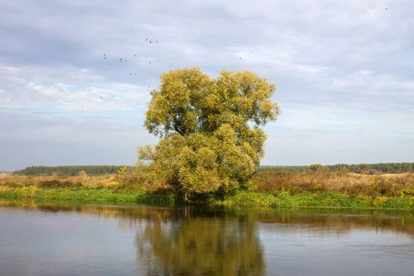 Grande Árvore Verde Margem Rio Com Reflexão Céu Nublado Paisagem — Fotografia de Stock