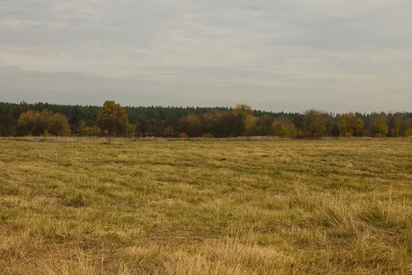 Ett Brett Fält Höga Vissnande Gräs Och Molnig Himmel Och — Stockfoto