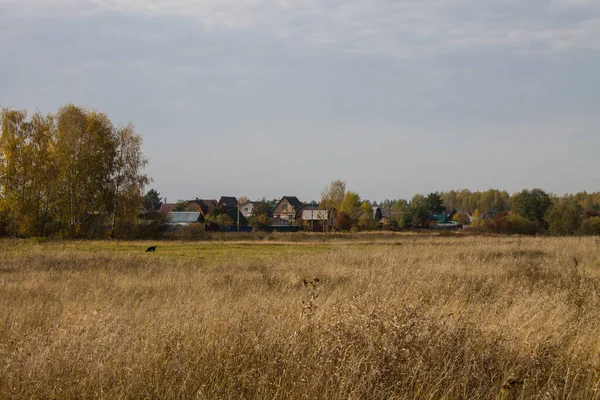Geniş solmuş çimen tarlası ve bulutlu bir gökyüzü ve kopyalanacak yer güneşli bir sonbahar gününde.