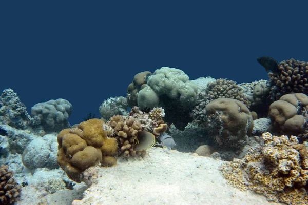 珊瑚礁 孤立图像 — 图库照片