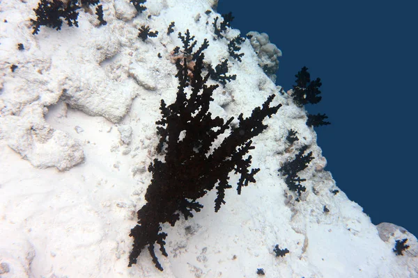 Barriera Corallina Immagine Isolata — Foto Stock