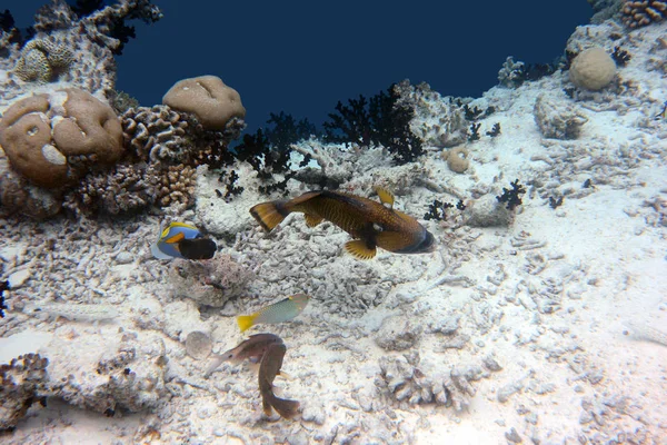 Barriera Corallina Immagine Isolata — Foto Stock