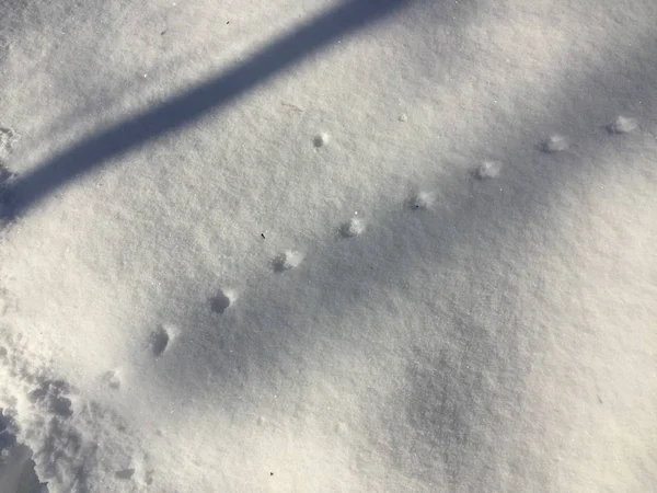 Следы Диких Животных Белом Снегу Лесу — стоковое фото