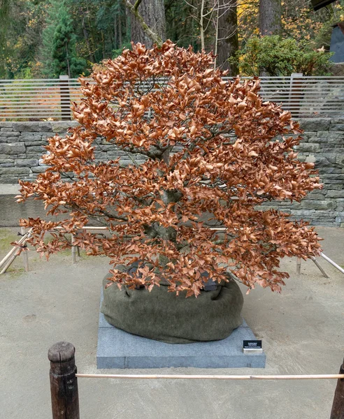 Bonsai během podzimu — Stock fotografie