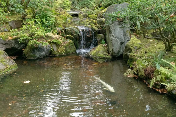 Étang de poissons et fontaine au jardin de thé japonais — Photo