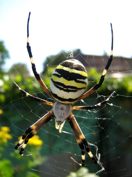 Argiope bruennichi spider on its net