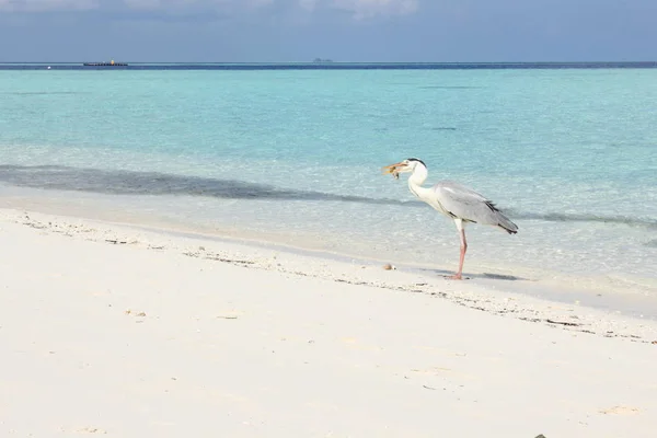 Pesca Garza Gris Una Playa Isla Biyadhoo Maldivas —  Fotos de Stock