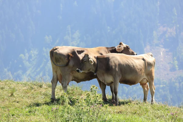 Dolomit dağlarda inek