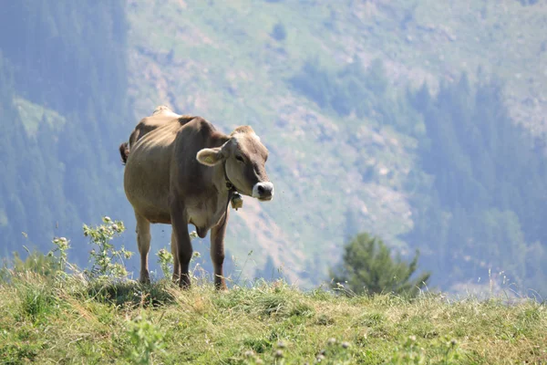 Dolomit dağlarda inek