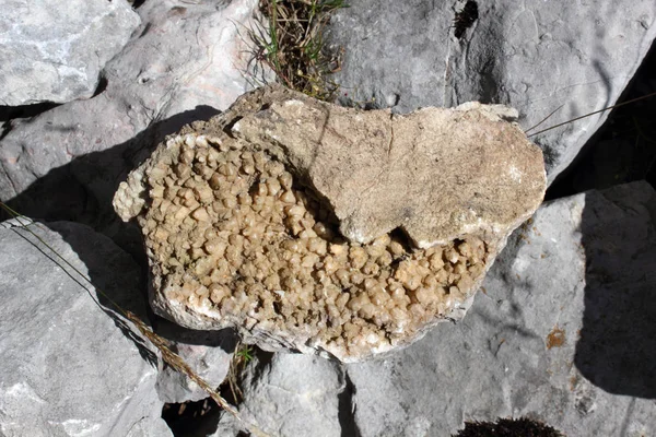 Dağ sırt pistinde fosil dolomit taşı