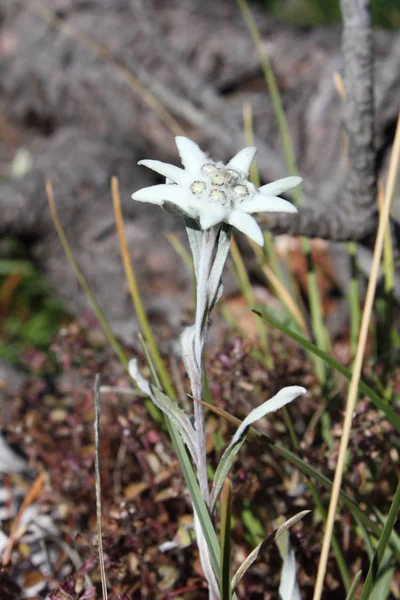 Edelweiss dağ sırt pistinde