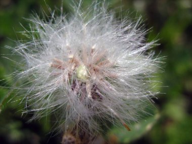 Beyaz yumuşak çiçek tohumları