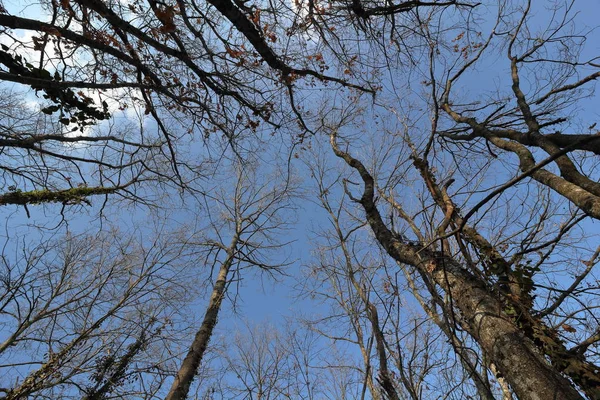 Kışın güneşli bir günde Woodland