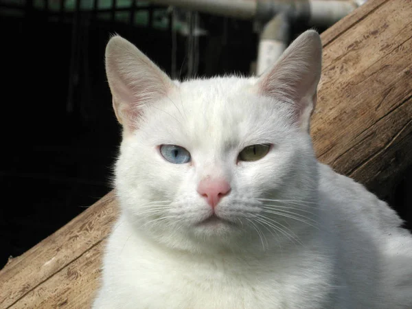 White cat with different eyes color
