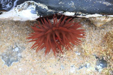 Kuzey denizinde Anemone