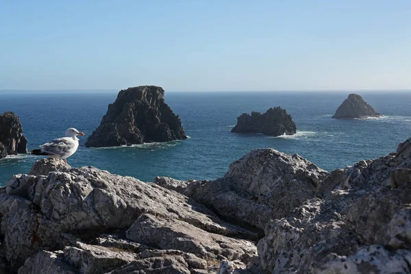 Pointe de Pen-Hir resifi, ibneler ve bir martı.
