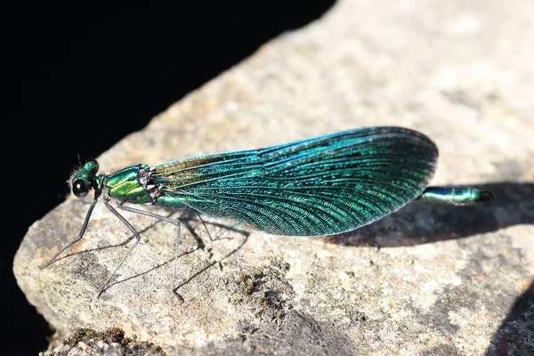 Güneşteki Yeşil Damsefly