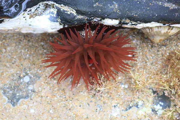Anemone in Northern sea