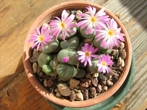 Lithops pembe çiçekli taşlar